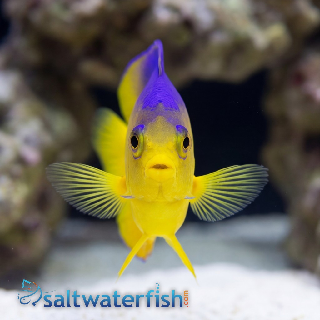 Colini Angelfish - Captive Bred