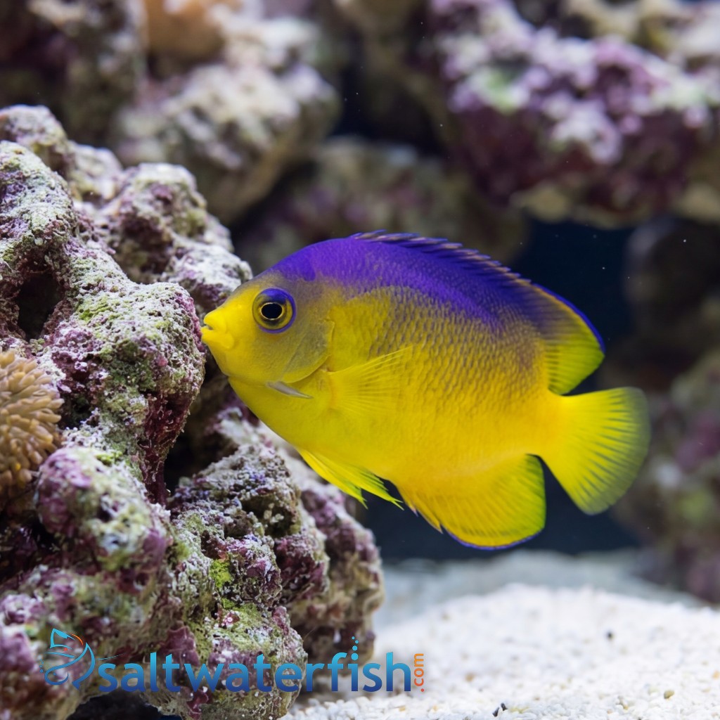 Colini Angelfish - Captive Bred