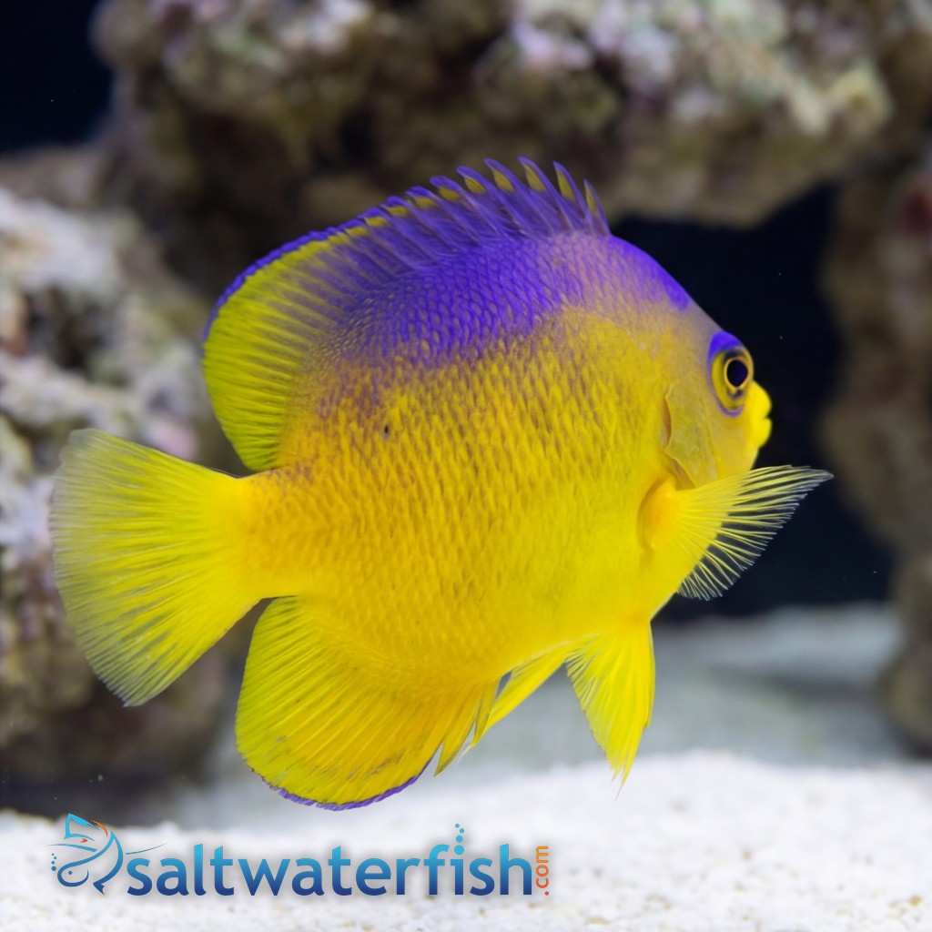 Colini Angelfish - Captive Bred