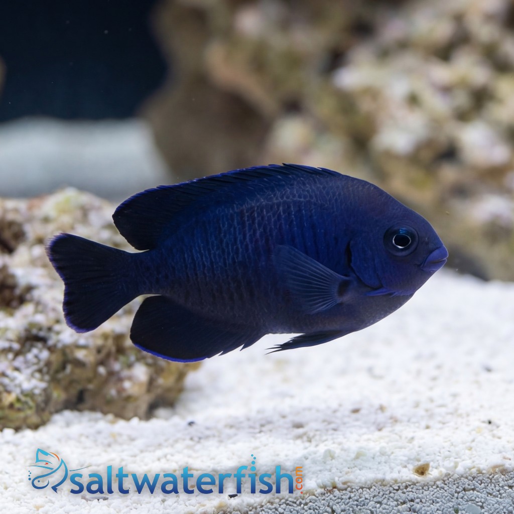 Blue Velvet Angelfish - Fiji
