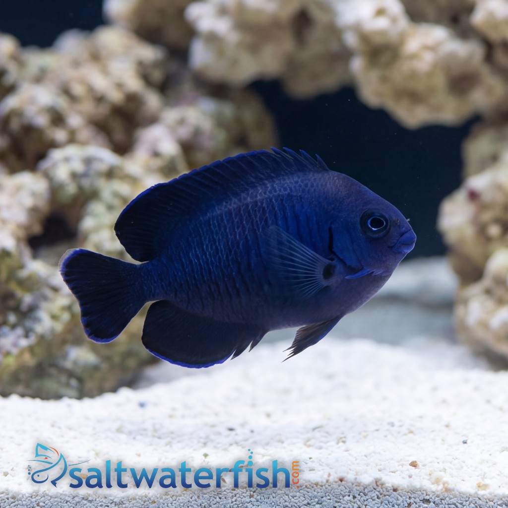 Blue Velvet Angelfish - Fiji