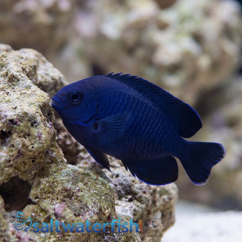 Blue Velvet Angelfish - Fiji