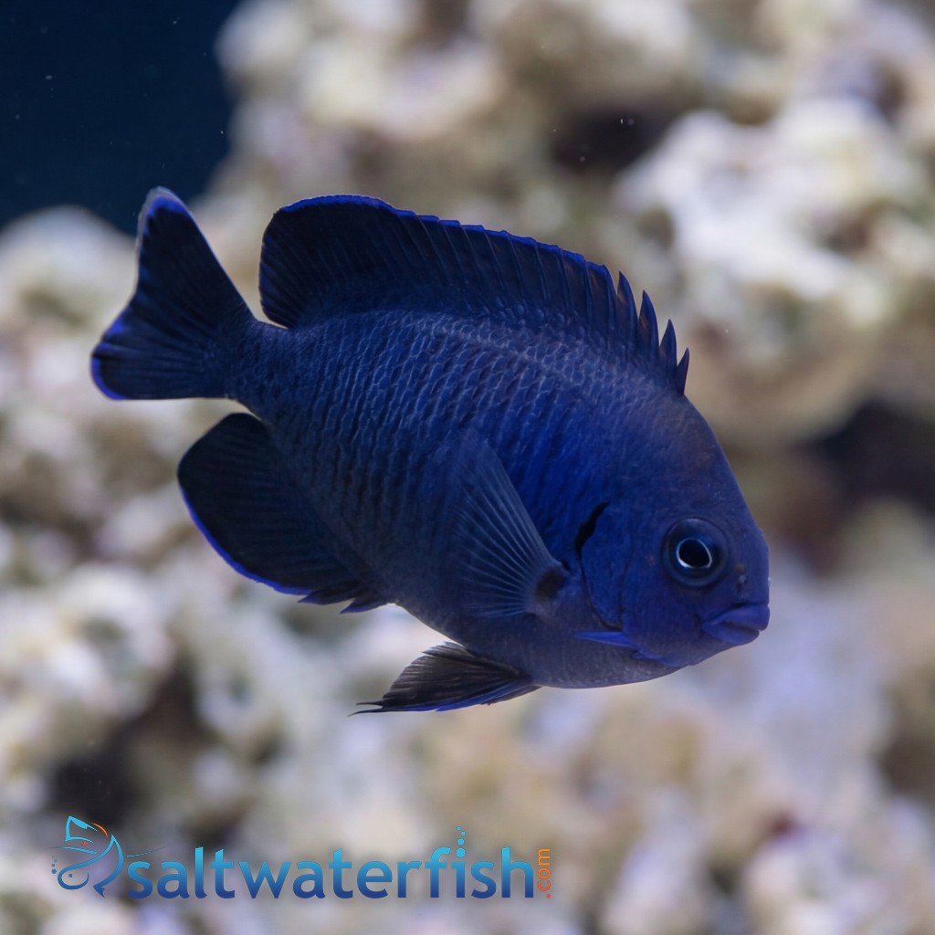 Blue Velvet Angelfish - Fiji