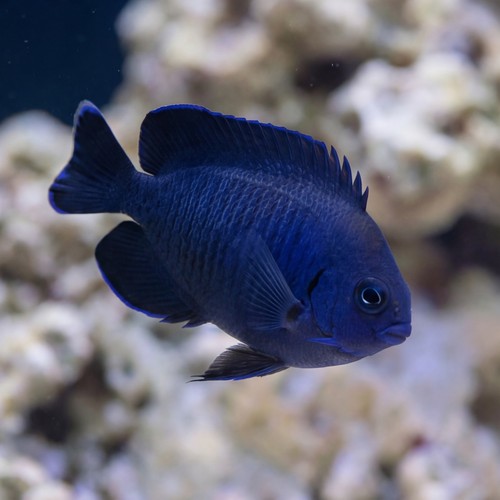 Blue Velvet Angelfish - Fiji