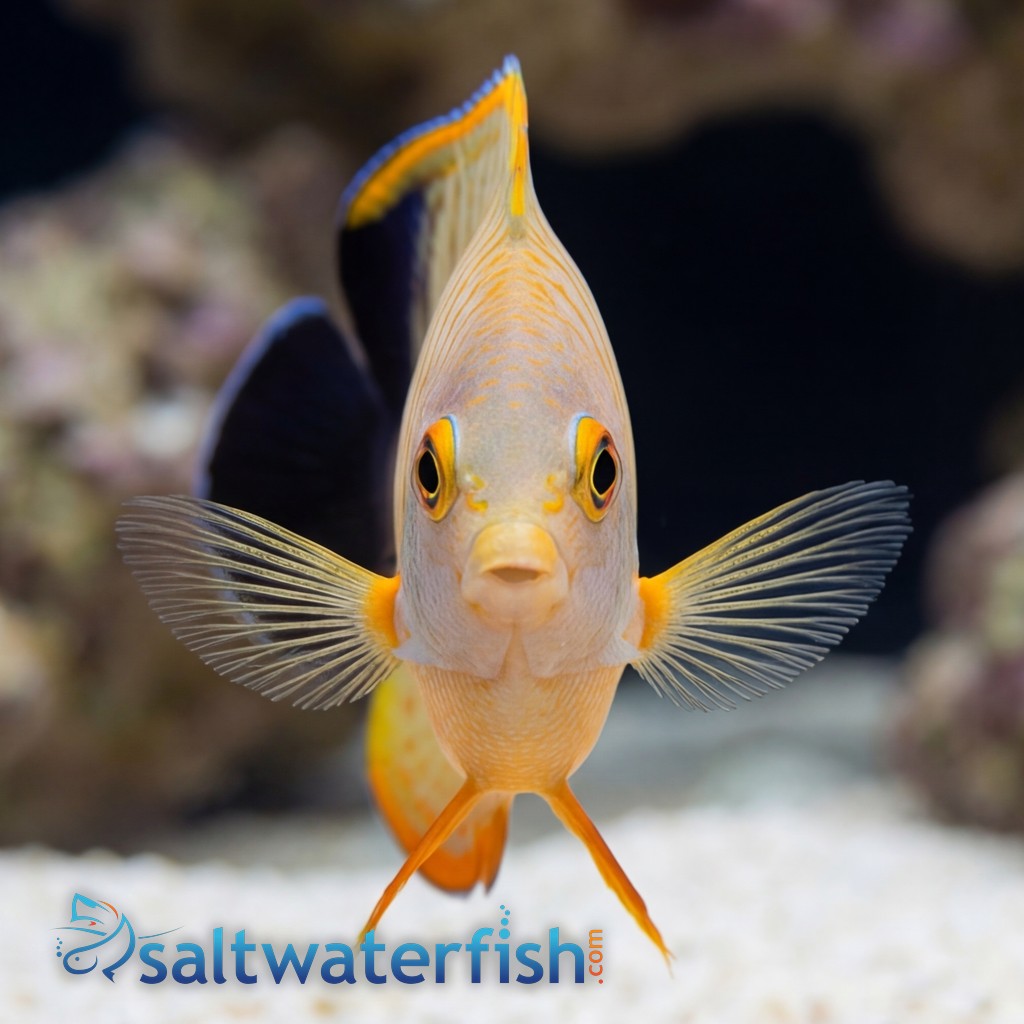 Eibli Angelfish