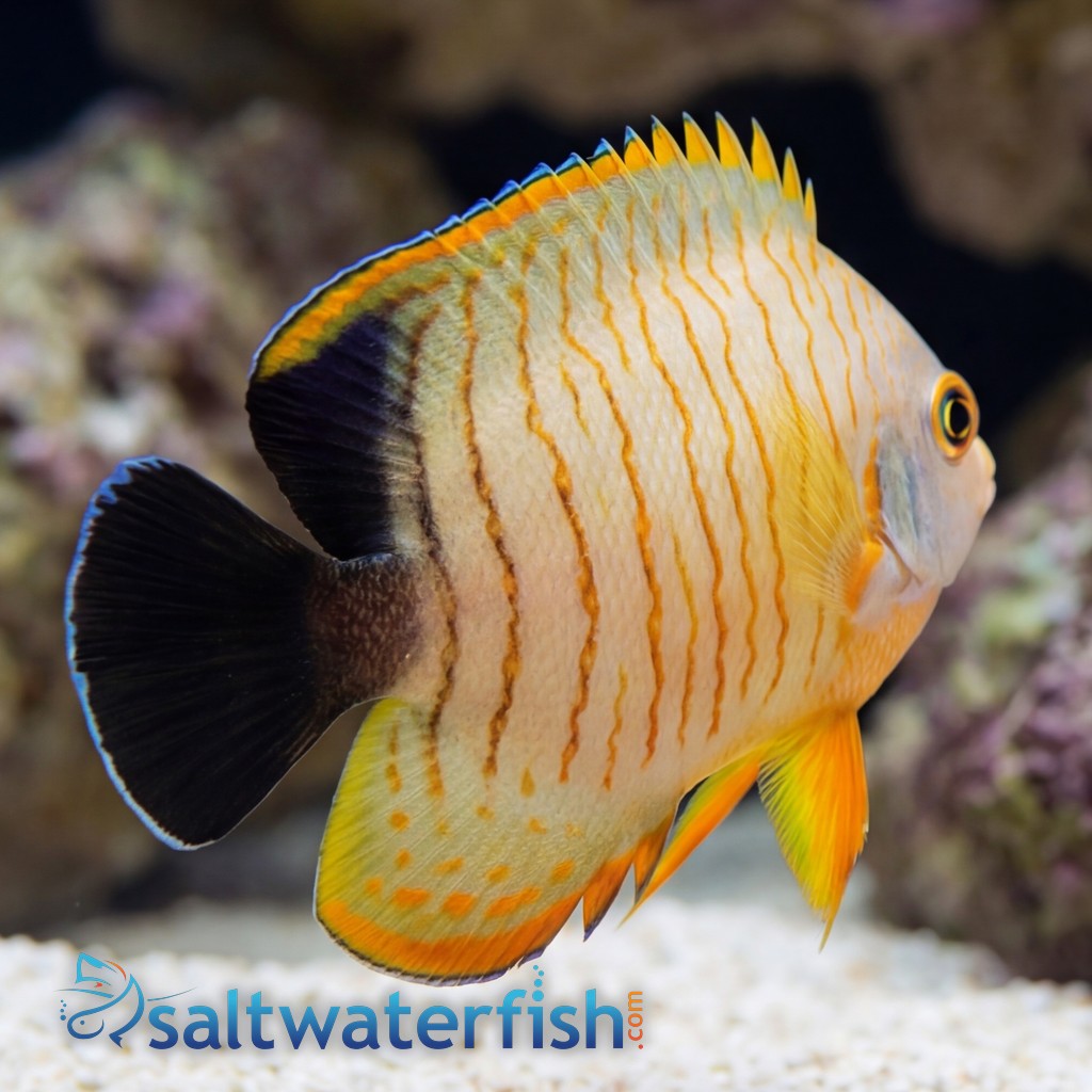 Eibli Angelfish