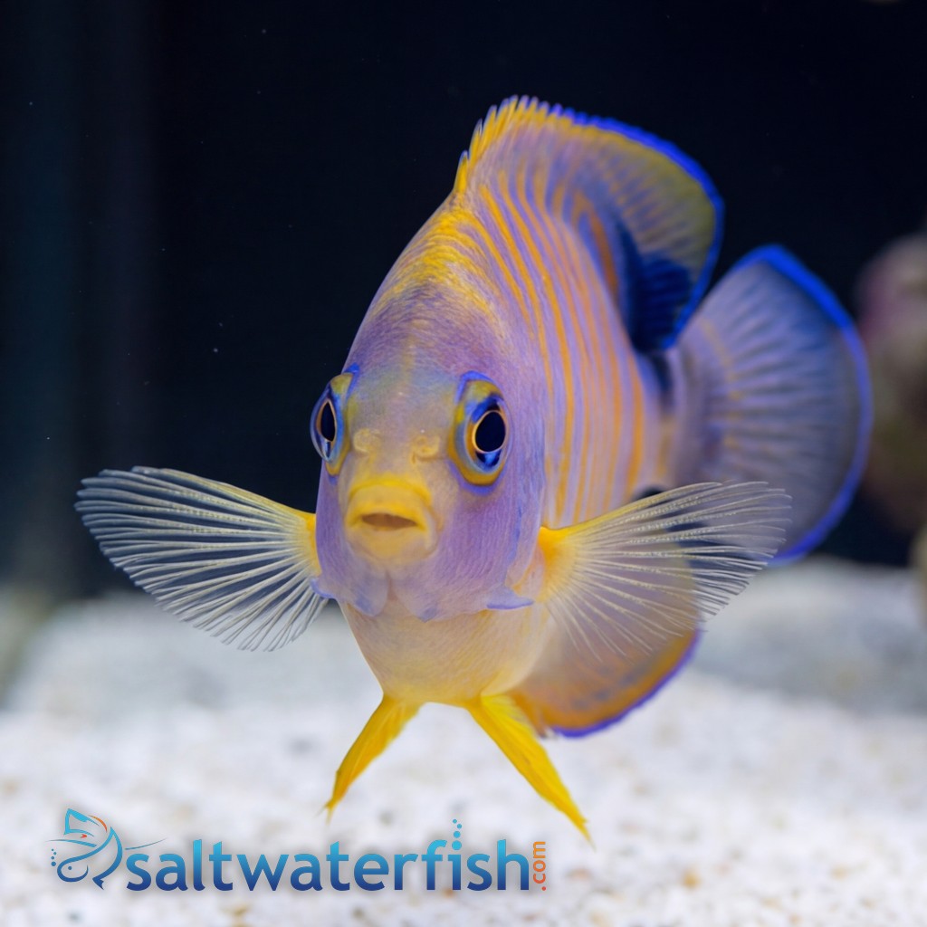 Hybrid Eibli Lemon Peel Angelfish "TigerPyge"