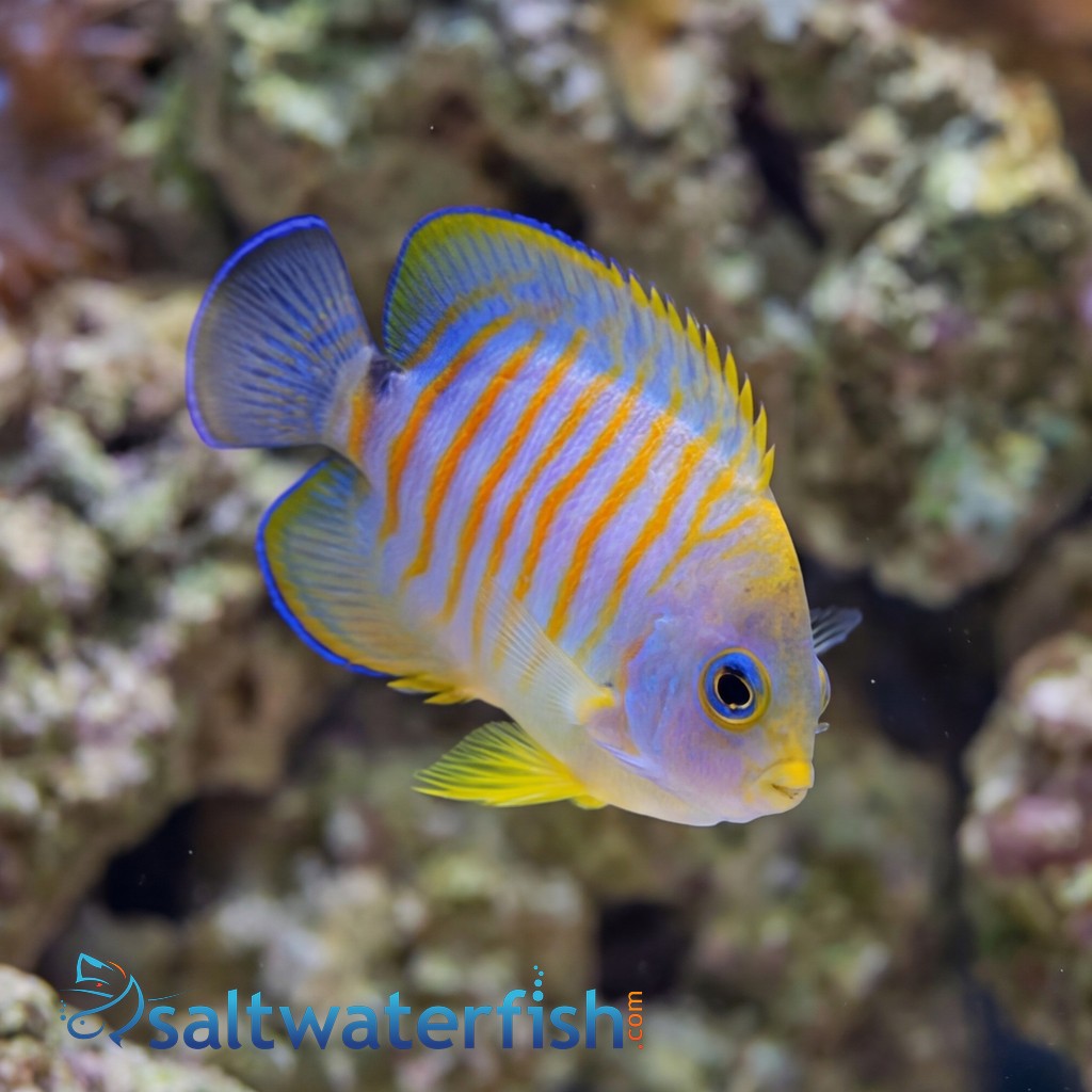 Hybrid Eibli Lemon Peel Angelfish "TigerPyge"