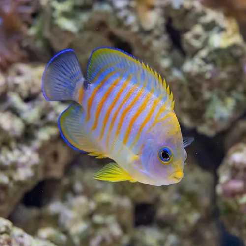 Hybrid Eibli Lemon Peel Angelfish "TigerPyge"