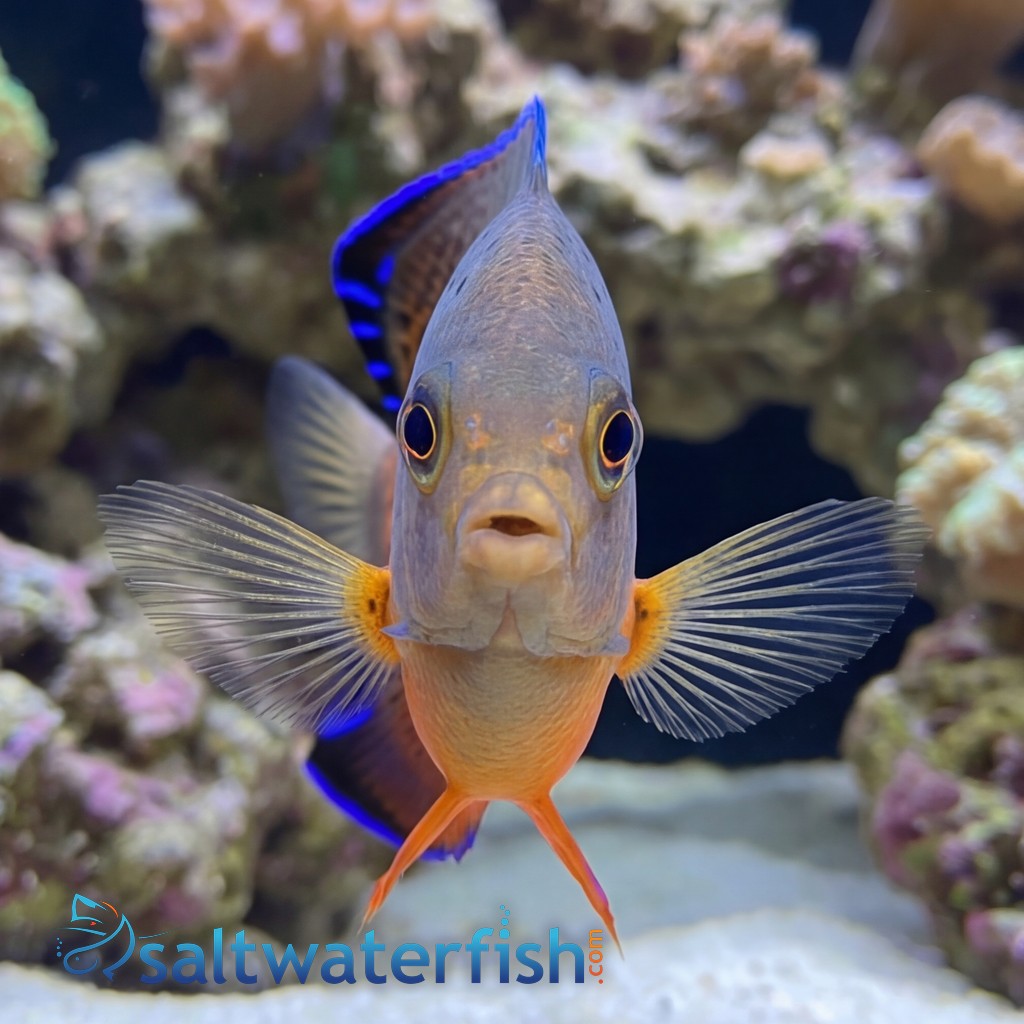 Rusty Angelfish