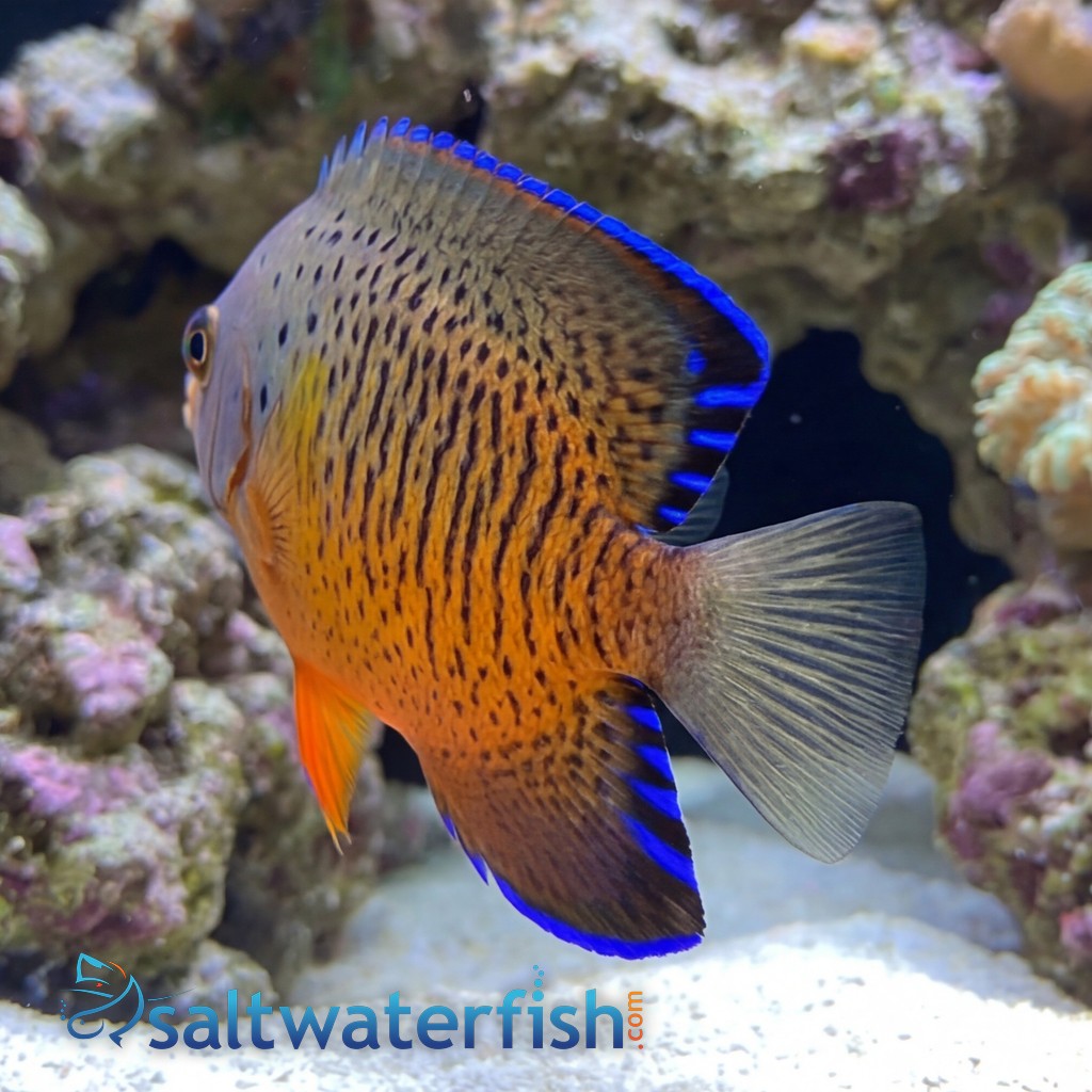 Rusty Angelfish