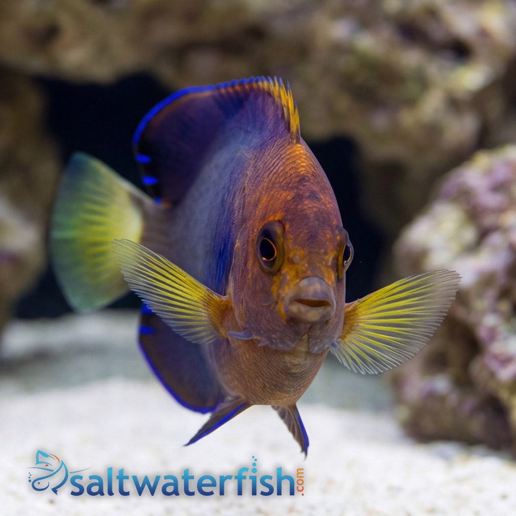 White Tailed Pygmy Angelfish