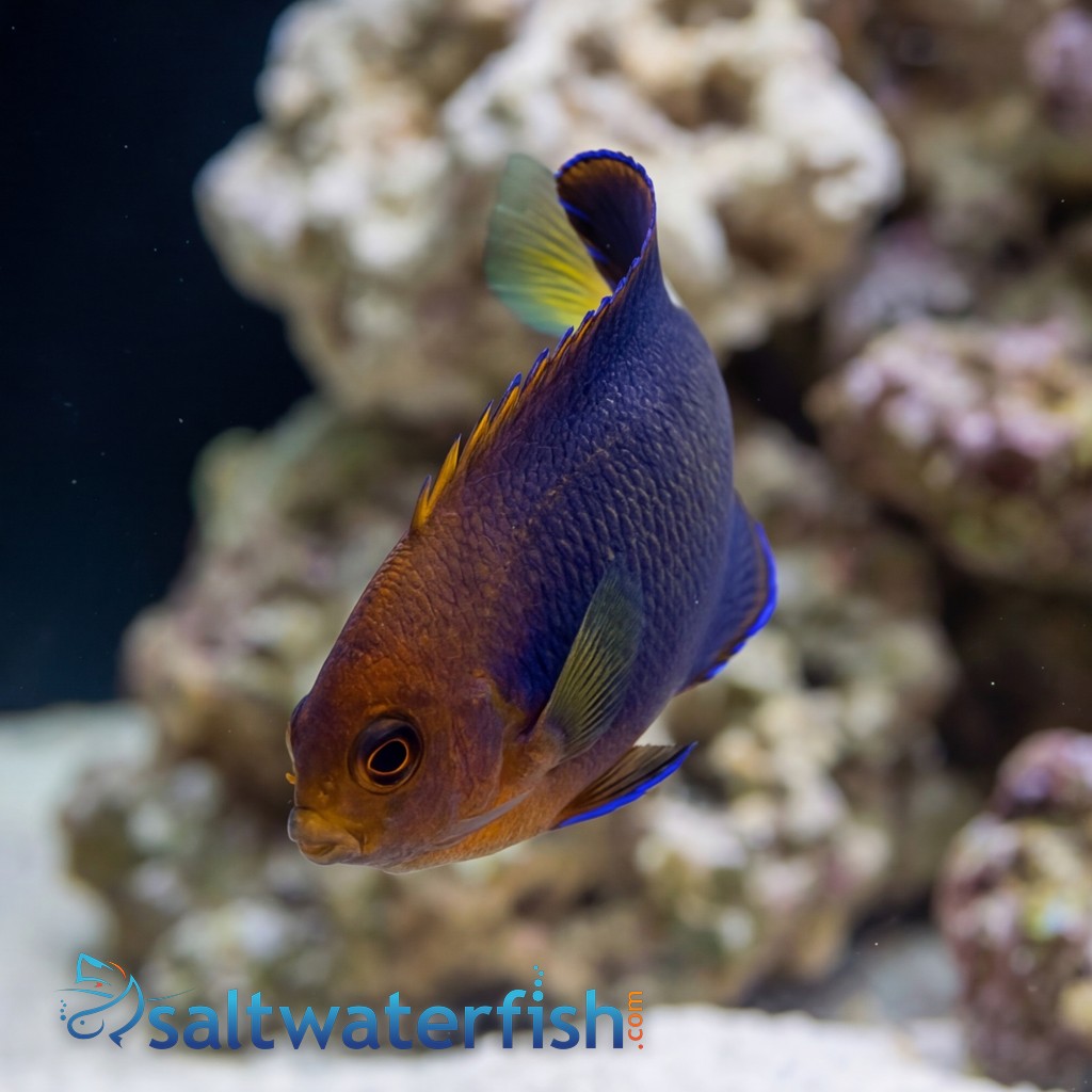 White Tailed Pygmy Angelfish