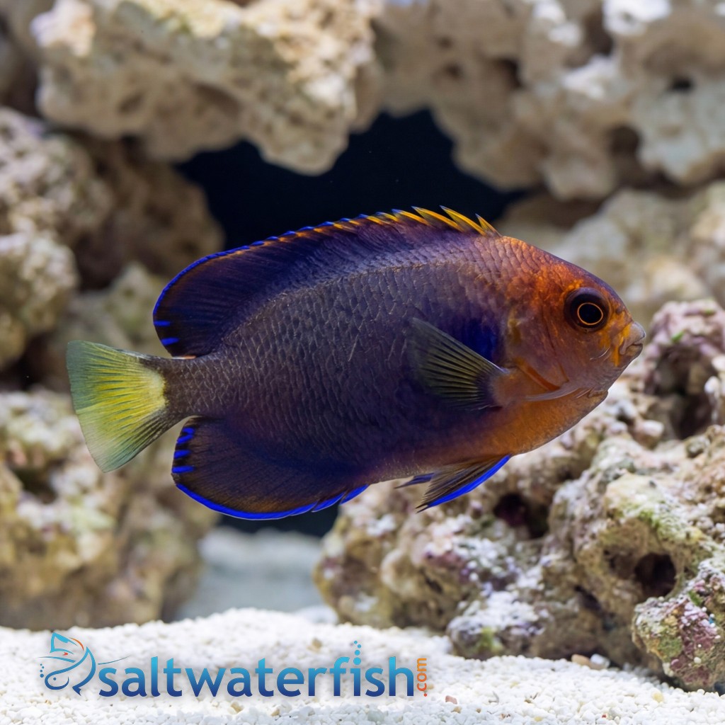 White Tailed Pygmy Angelfish