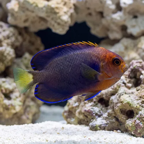 White Tailed Pygmy Angelfish