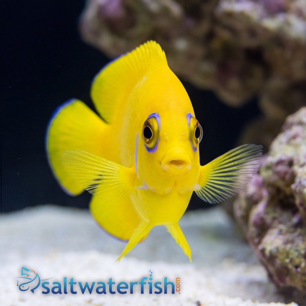 Lemonpeel Angelfish - Captive Bred