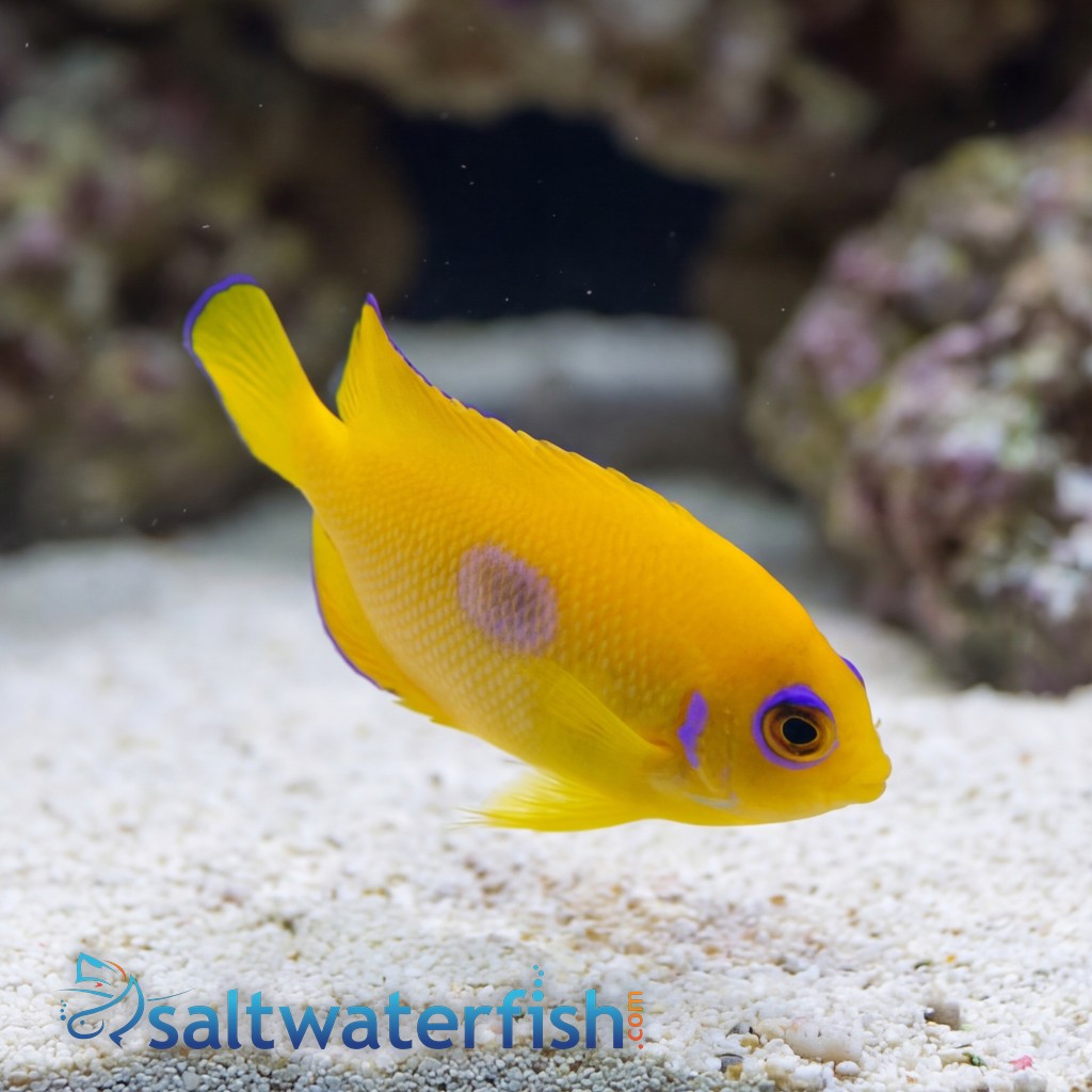 Lemonpeel Angelfish - Captive Bred