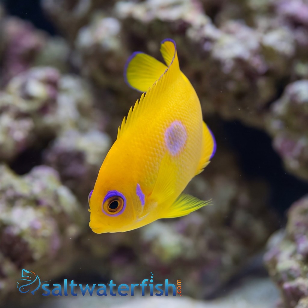 Lemonpeel Angelfish - Captive Bred