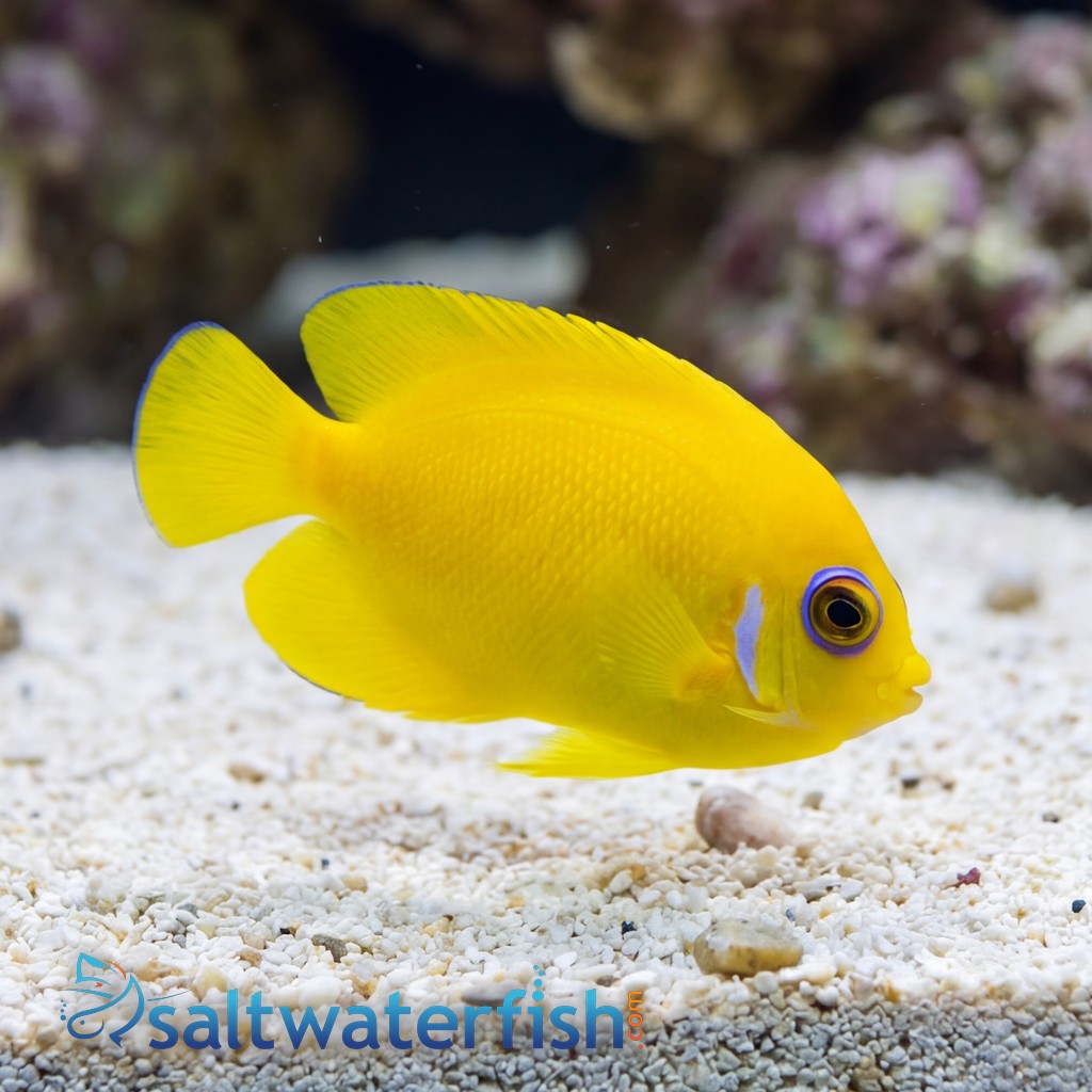 Lemonpeel Angelfish - Captive Bred