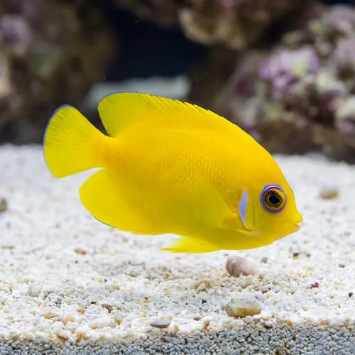 Lemonpeel Angelfish - Captive Bred