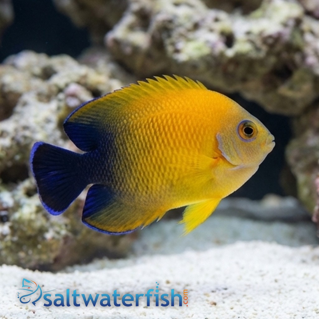 Blacktail Lemonpeel Hybrid Angelfish