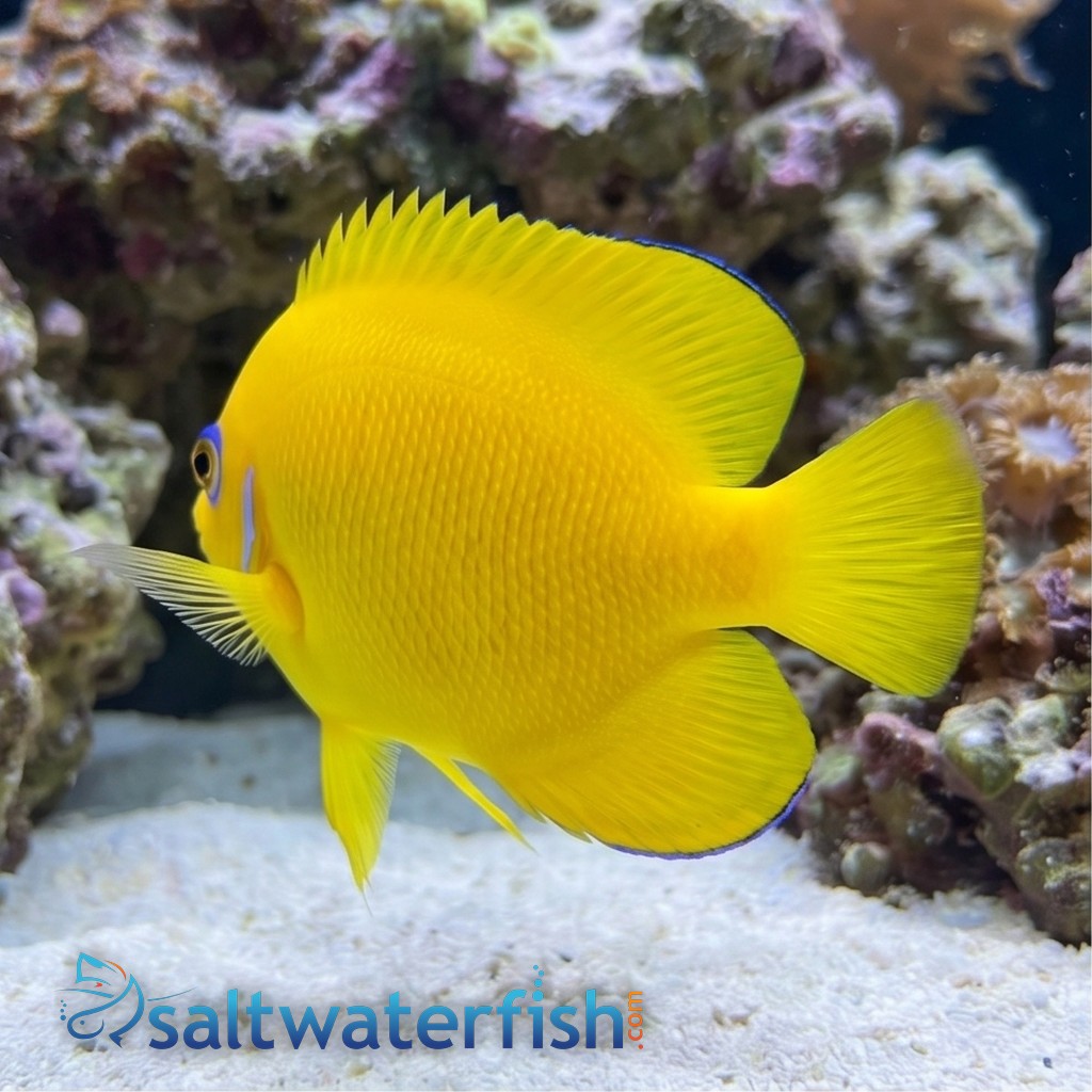 Orange Peel Angelfish