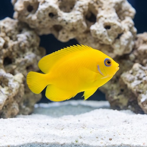 Orange Peel Angelfish