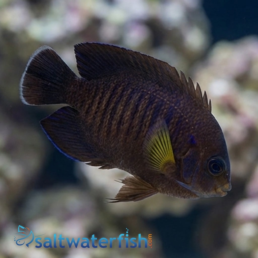 Yellowfin Pygmy Angelfish