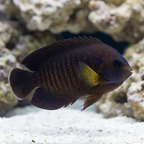 Yellowfin Pygmy Angelfish