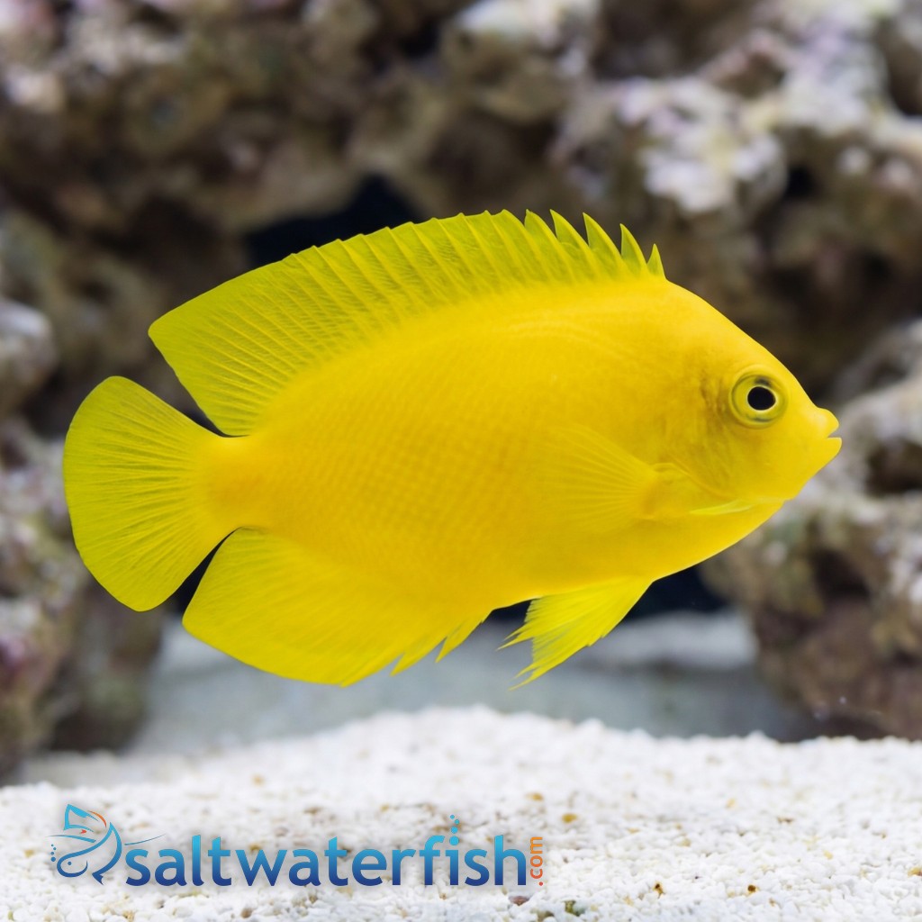 Yellow Angelfish - Fiji