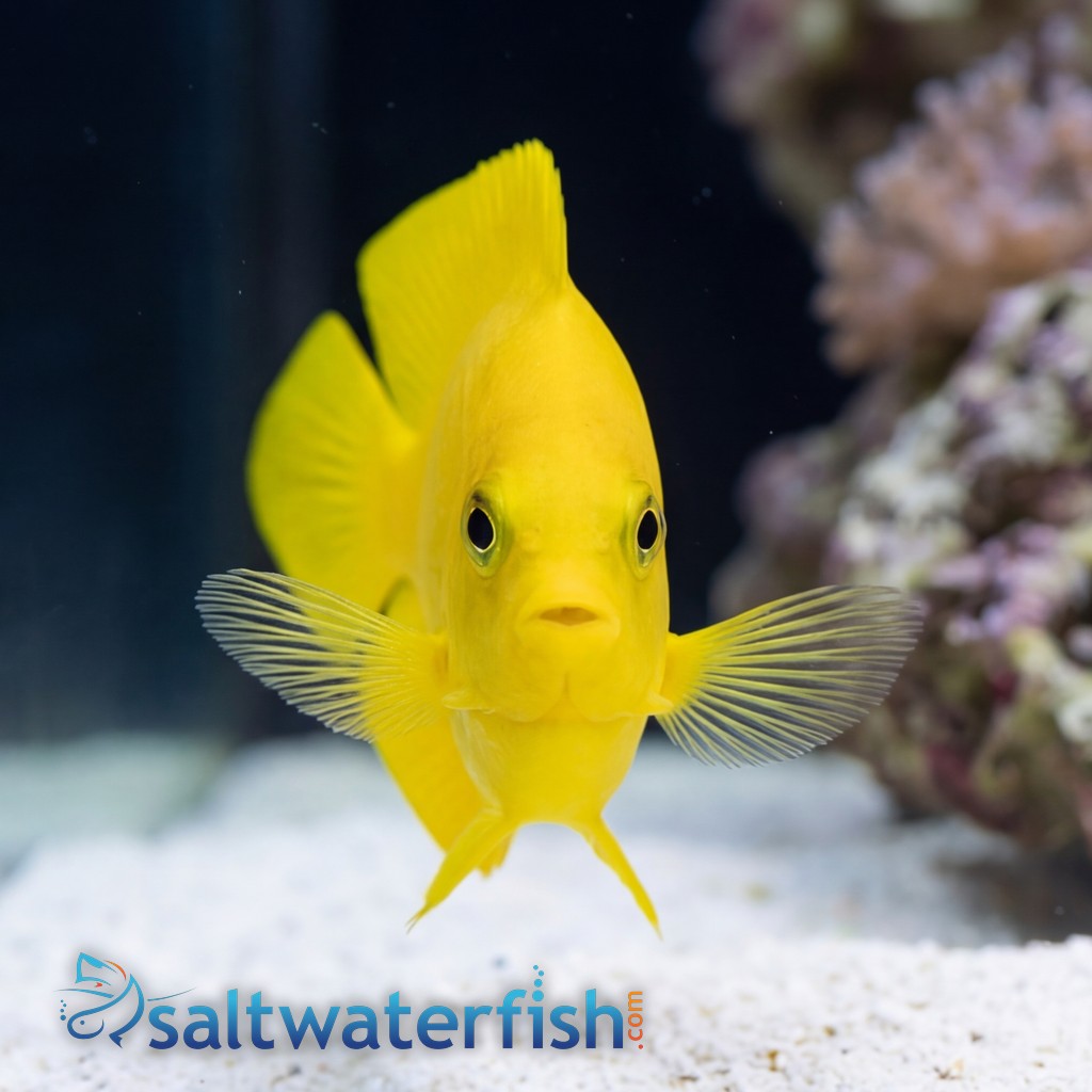 Yellow Angelfish