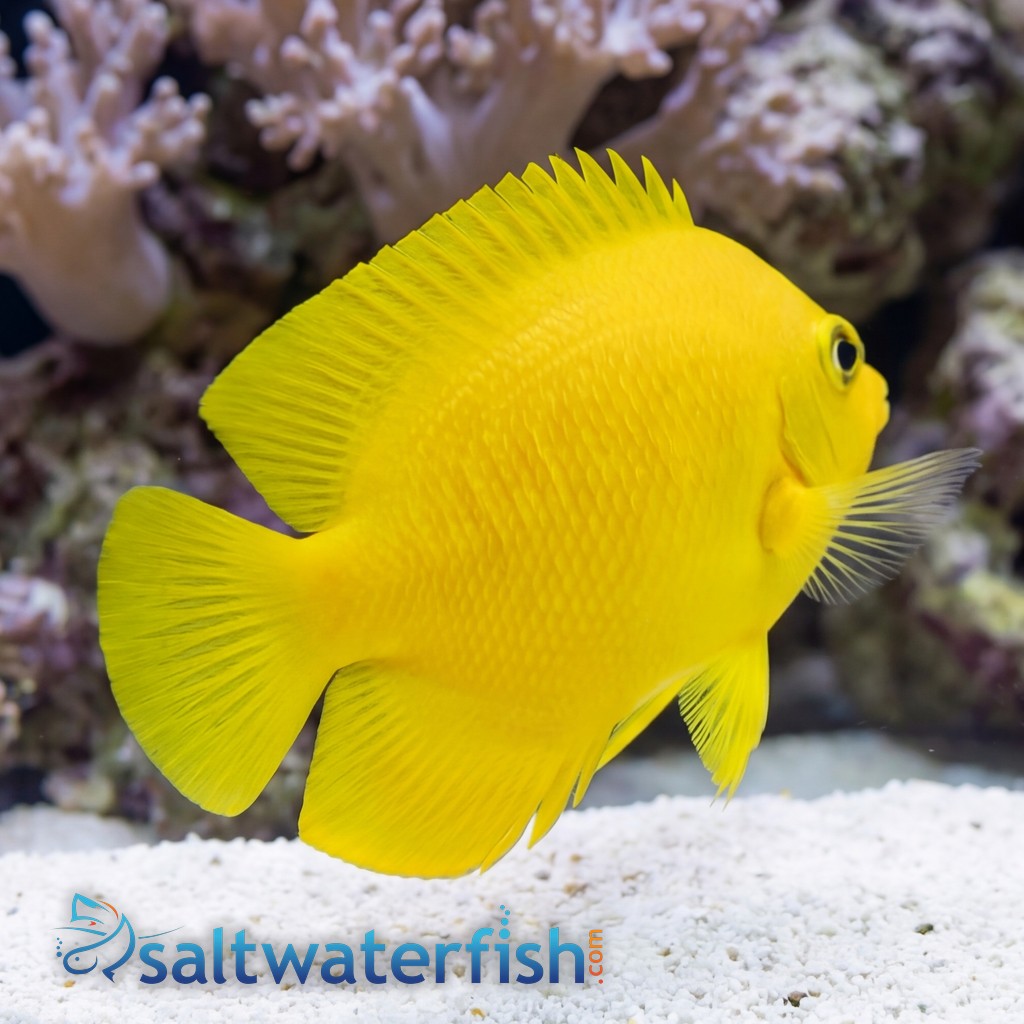 Yellow Angelfish