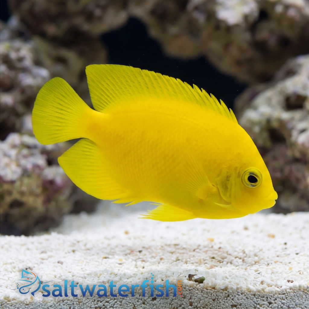 Yellow Angelfish