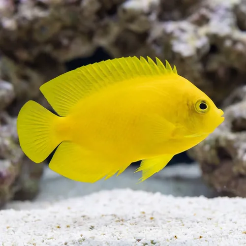 Yellow Angelfish