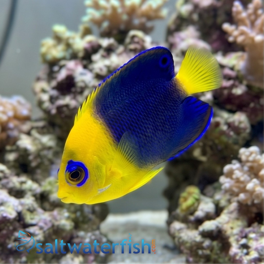 Joculator Angelfish - Australia