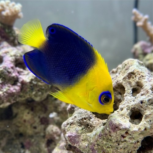 Joculator Angelfish - Australia