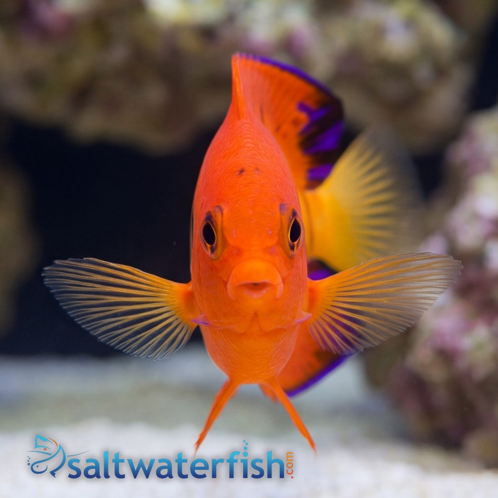 Flame Angelfish - South Pacific
