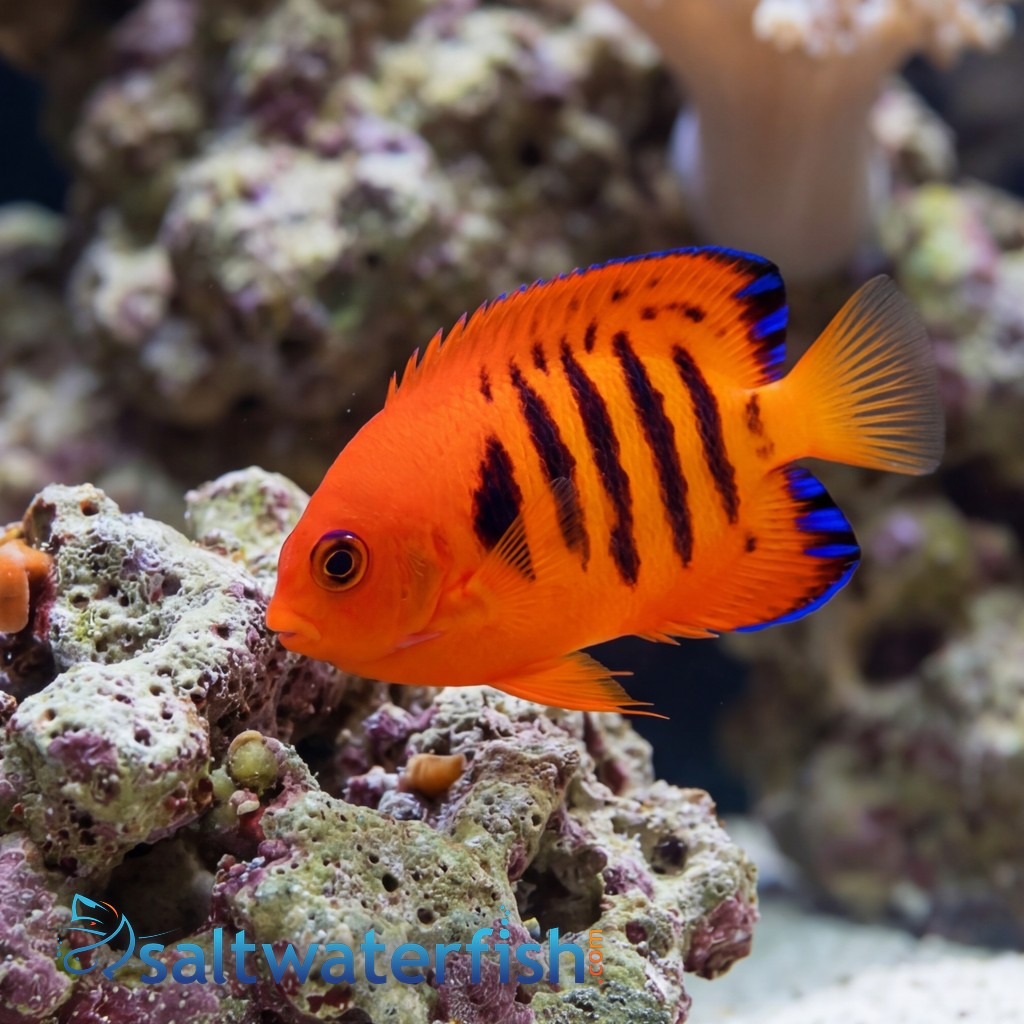 Flame Angelfish - South Pacific