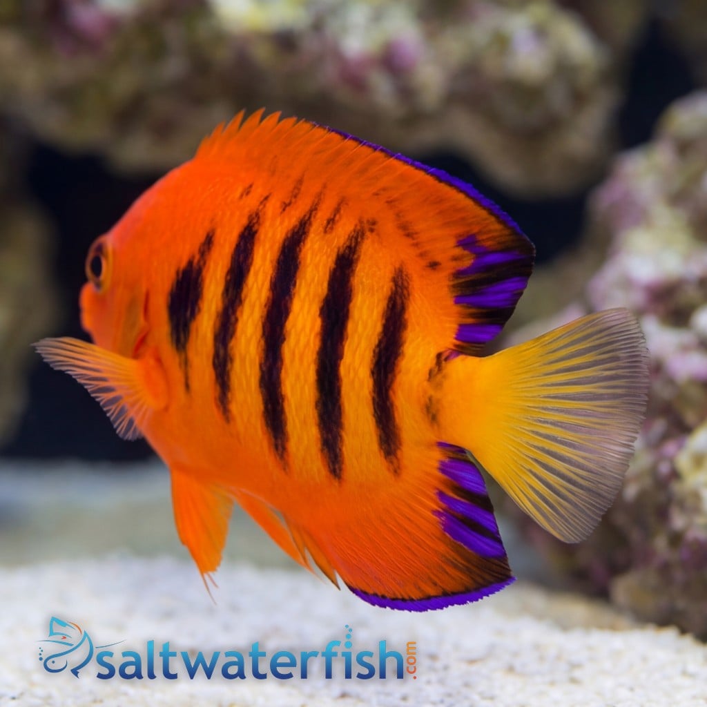 Flame Angelfish - South Pacific