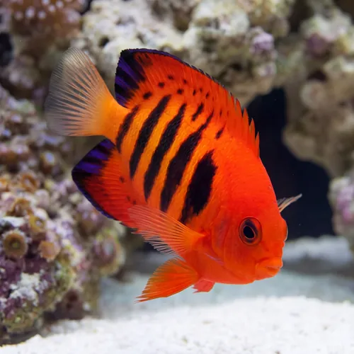 Flame Angelfish - South Pacific