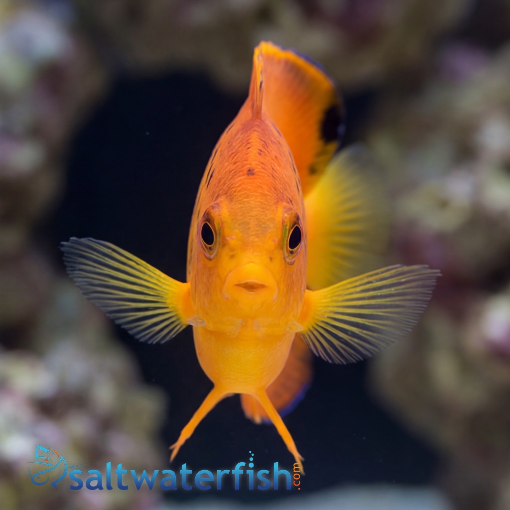 False Shepard's Hybrid Angelfish