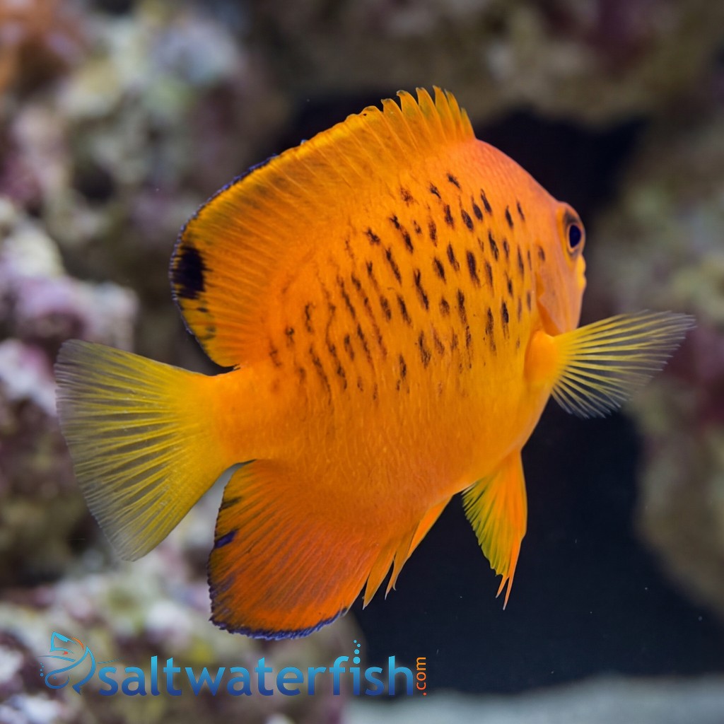 False Shepard's Hybrid Angelfish