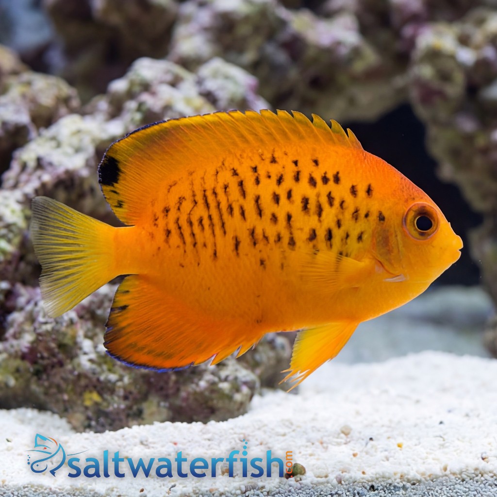 False Shepard's Hybrid Angelfish
