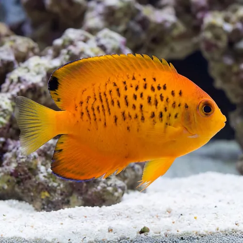 False Shepard's Hybrid Angelfish