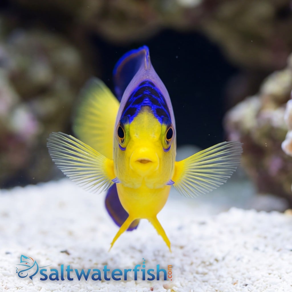 Multicolor Angelfish - Marshall Island