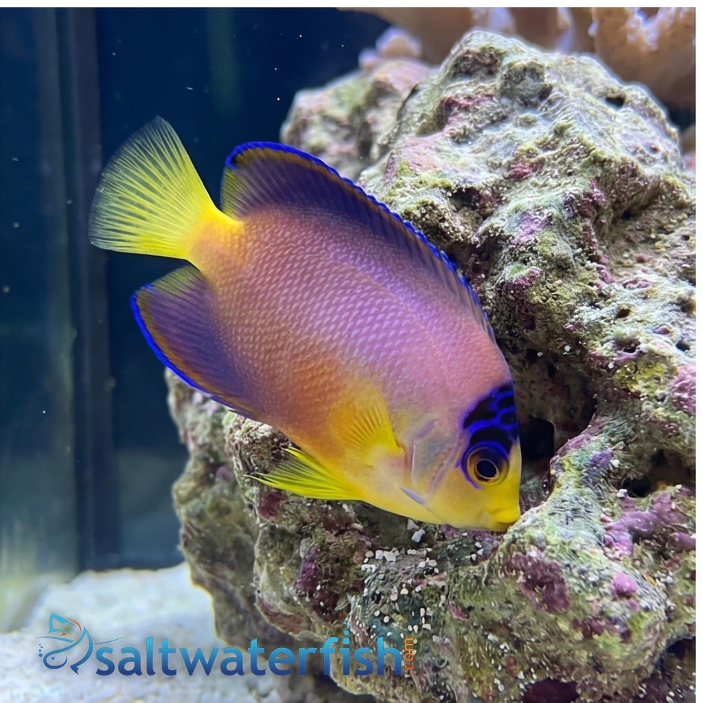 Multicolor Angelfish - Marshall Island