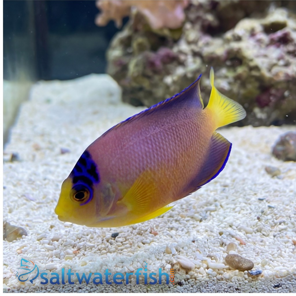 Multicolor Angelfish - Marshall Island
