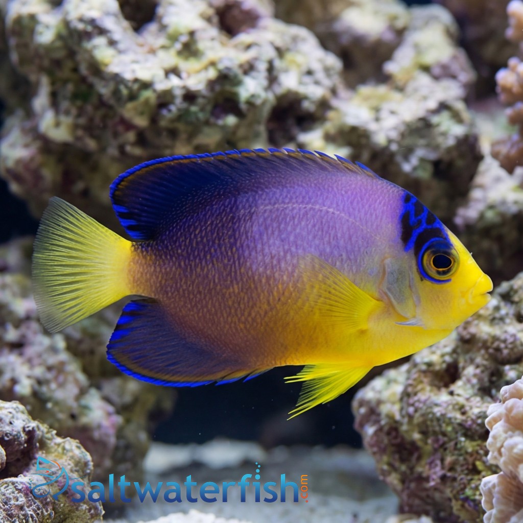 Multicolor Angelfish - Marshall Island