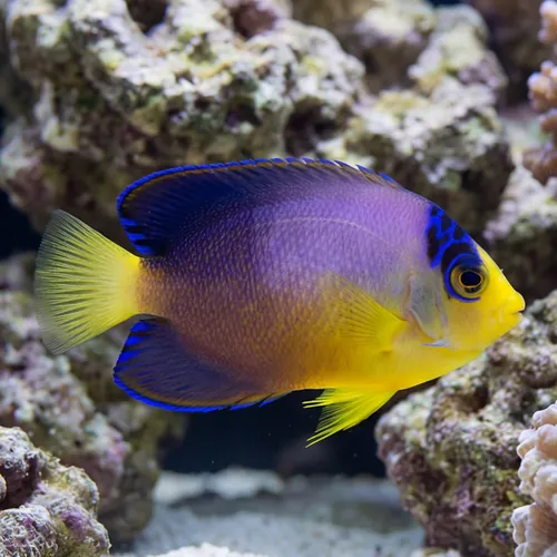 Multicolor Angelfish - Marshall Island