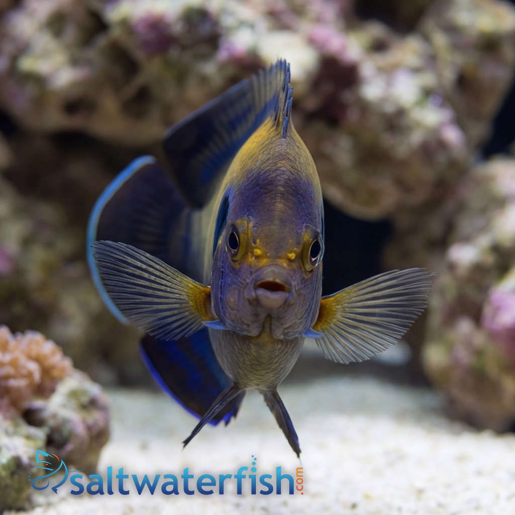Bluefin Pygmy Angelfish